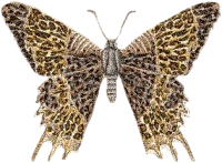 moth