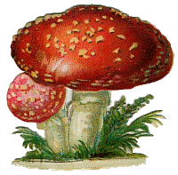shroom