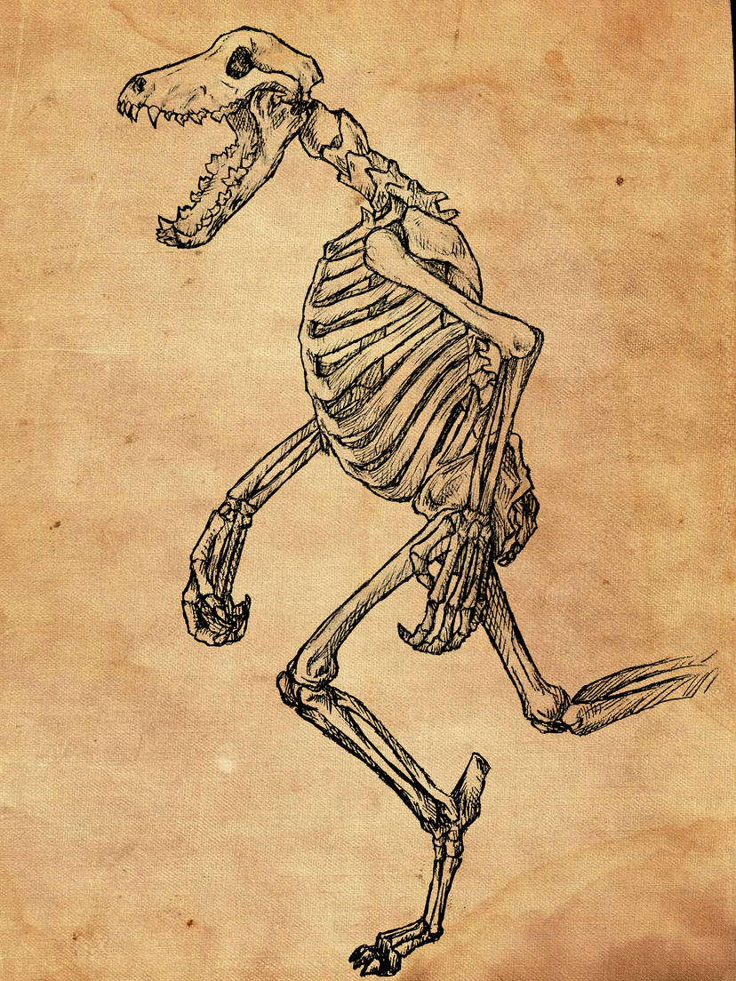 werewolf skeleton